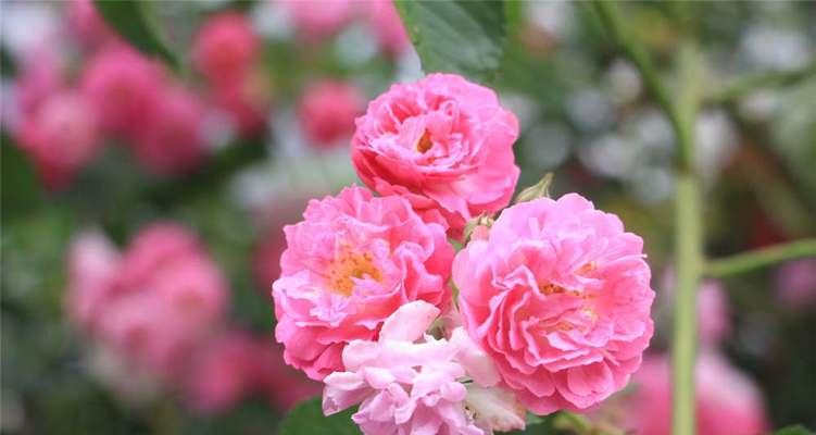 黄蔷薇花语及代表意义(简述黄蔷薇花的寓意和象征)