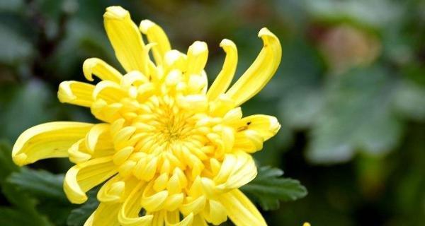 粉色菊花的花语是什么意思（简述菊花的象征意义）