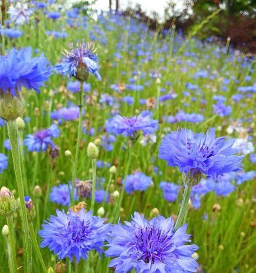 矢车菊花语是什么(矢车菊的寓意和传说)