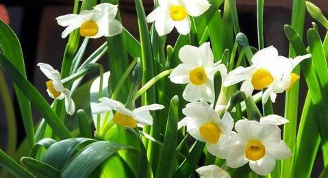 水仙花花语是什么（描述水仙花的象征及寓意）