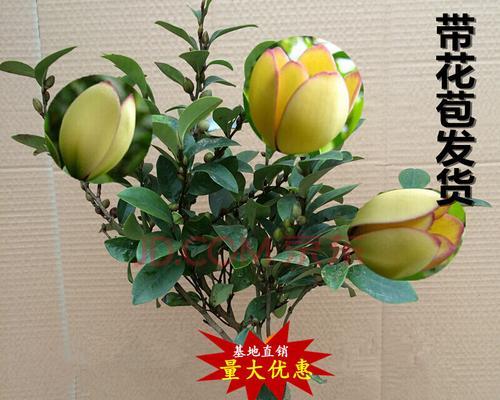 四季最有代表性的花有哪些（盘点十大常见的四季开花的花）
