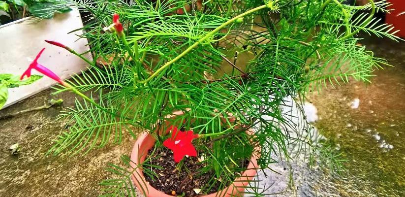 五角星花的寓意是什么（五角星花的象征和花语）