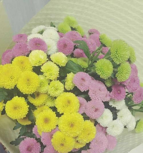 小雏菊花语是什么意思（小雏菊的寓意和象征）
