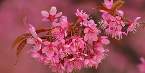 樱花的花语是什么寓意（樱花的花语和象征）