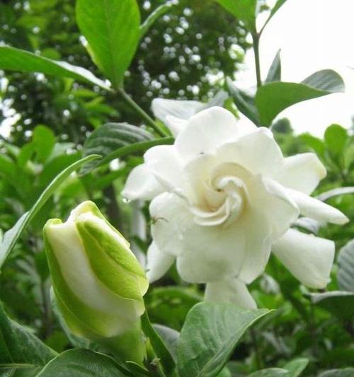 栀子花的寓意和象征意义是什么（描述栀子花代表的含义）