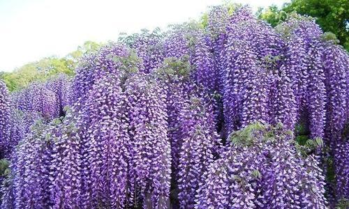 紫藤萝的花语是什么(紫藤萝花语象征与寓意)