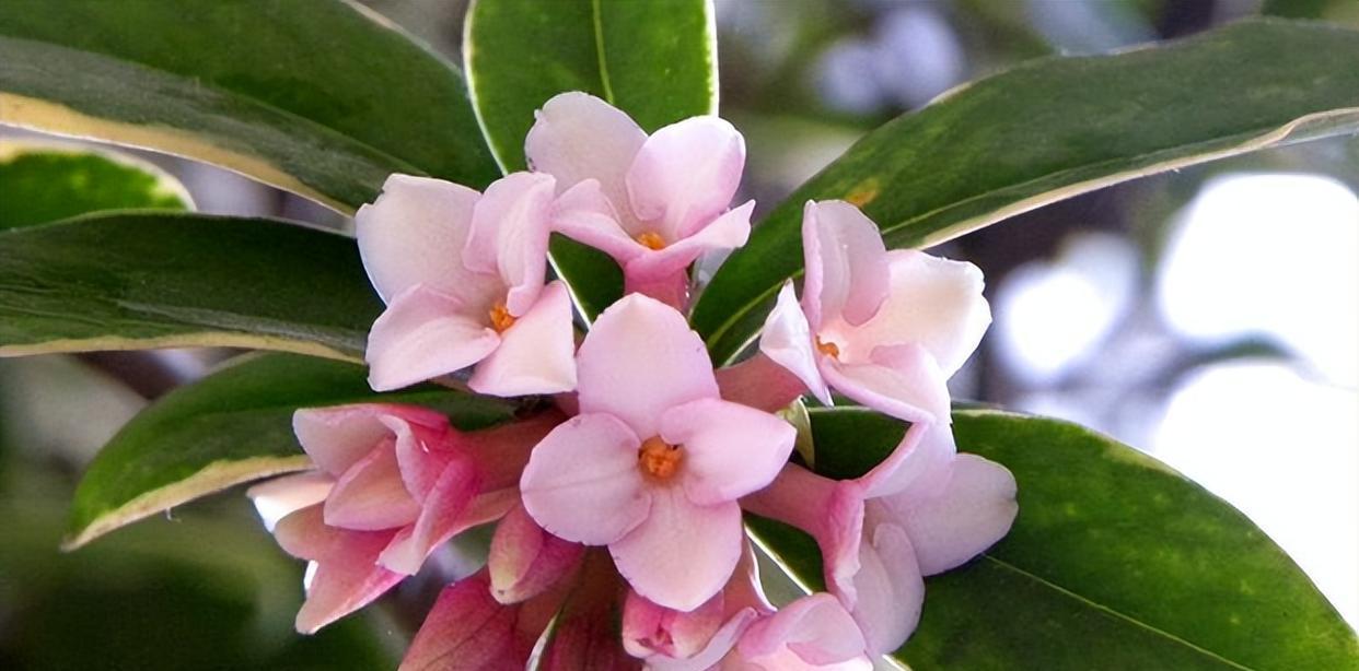 金边瑞香的寓意和象征风水(在风水学中介绍瑞香花的象征意义)
