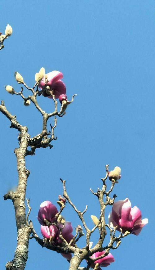 玉兰花的花语鹤象征意义是什么（有关玉兰代表的含义）