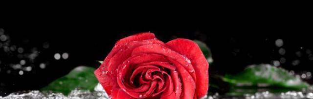 11朵红玫瑰花语的美丽寓意（热情）