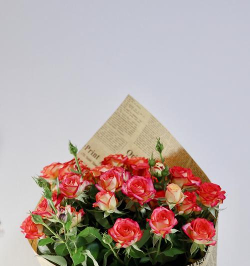 玫瑰花的寓意与象征——花开花落,爱与美的永恒(十六朵玫瑰花带来的意义与情感)
