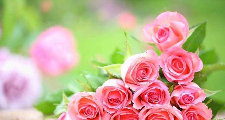 17朵玫瑰的寓意（爱情的绚丽花束——17朵玫瑰）