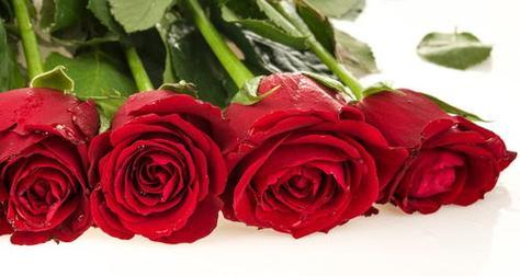 23朵玫瑰花语（浪漫神秘的玫瑰语言）