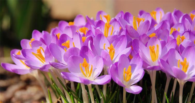 3月12日花语（探寻春日花海中的沙洲蕃红花）