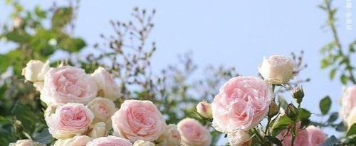 澳洲野蔷薇的花语——爱与坚韧（探寻澳洲野蔷薇的象征意义和特点）