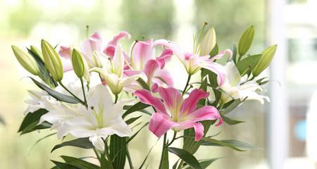 白百合花的象征意义（美丽）