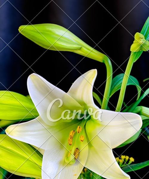 白百合花（寓意深远的白百合花）