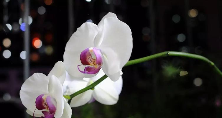 白茶花的花语与象征意义（传递纯洁与希望的花朵——白茶花）
