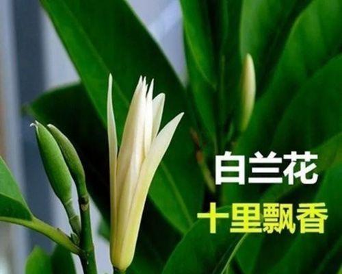 白兰花（探索白兰花的深层寓意与美丽）