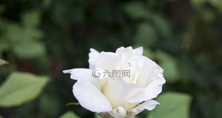 白玫瑰的代表意思——纯洁与无暇（探究白玫瑰所传达的美好含义）