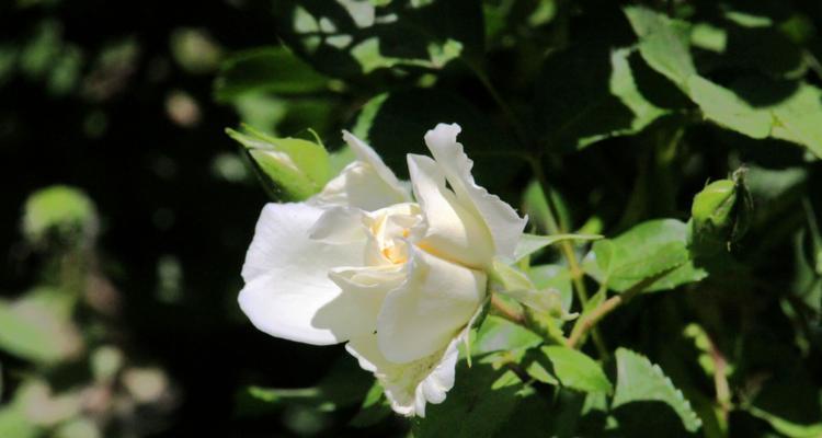 白蔷薇（探索白蔷薇在文化和传统中的多重含义）