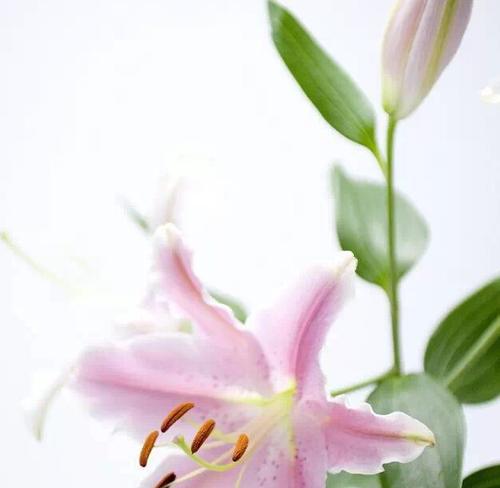 白色百合花语(探索白色百合花的象征意义与美丽)