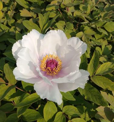 白色牡丹花的寓意（纯洁）
