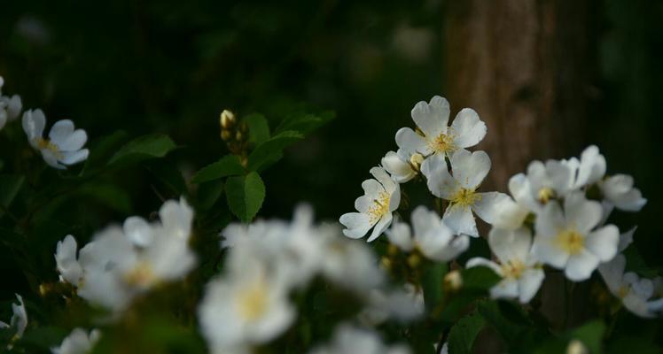 白色蔷薇花语（探寻白色蔷薇的深意）