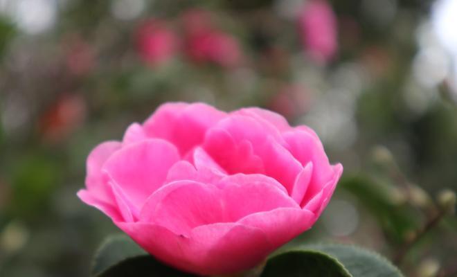 白色山茶花的花语——纯洁与坚强（寄托希望的花朵）