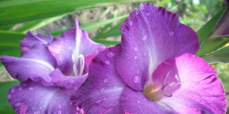 白色紫罗兰花语(探索白色紫罗兰花的花语)