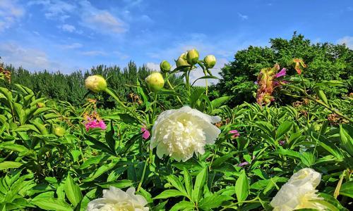 白芍药花语之美（芍药花香）