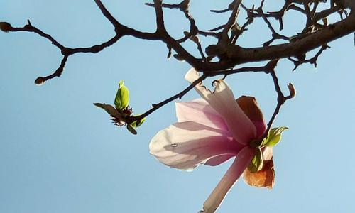 白玉兰花的寓意与象征——纯洁与坚韧（探寻白玉兰花在文化中的独特地位）