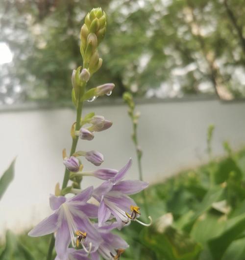 白玉簪（传递祝福和美好的白玉簪花语）