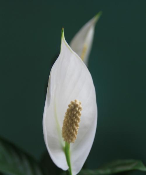白掌花（用白掌花寄托心愿）