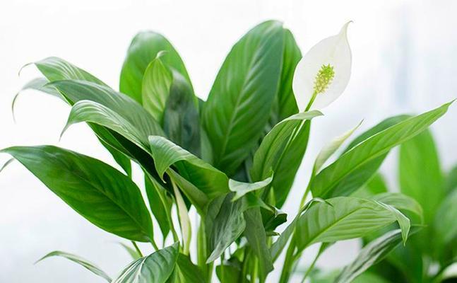 白掌花（用白掌花寄托心愿）