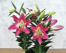 百合花的象征意义与文化寓意(百合花)