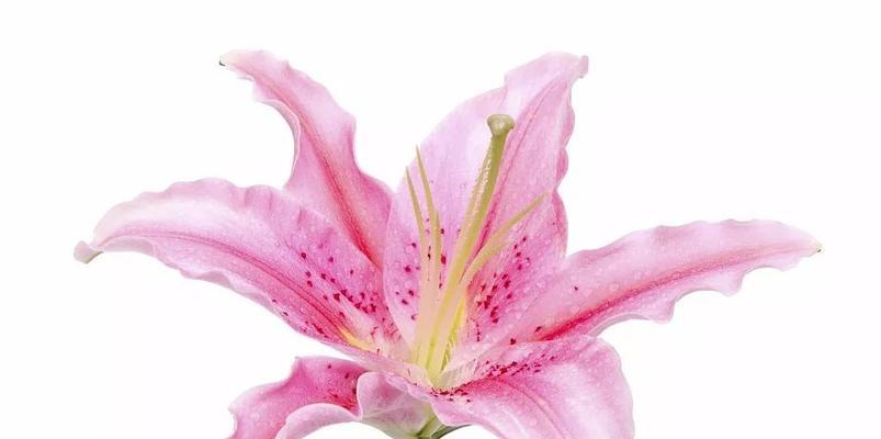百合的花语意思——爱、祝福与纯洁（探寻百合花所传递的深意）