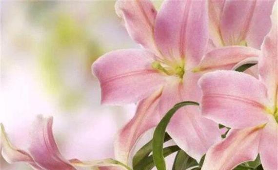 百合之美（探寻百合花的深层内涵与象征意义）