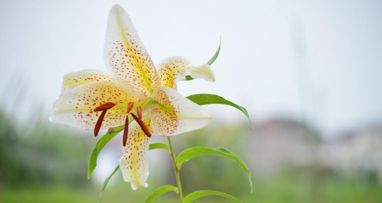 百合花的花语与含义（探寻百合花所代表的情感与寓意）