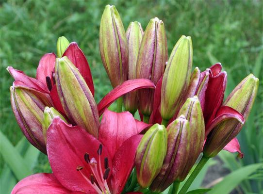 百合花(花开为证)