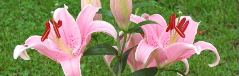 百合花（探寻百合花的象征意义与美学特点）