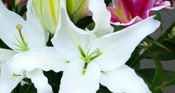 百合花（探寻百合花的象征意义与美学特点）