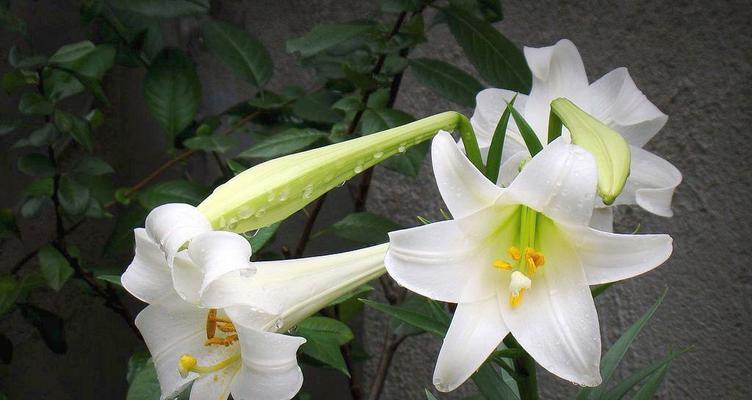 百合花的意义与象征（揭示百合花的文化寓意与美学价值）