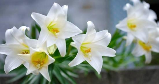 百合花语大全及寓意解析（探寻百合花的深层内涵）