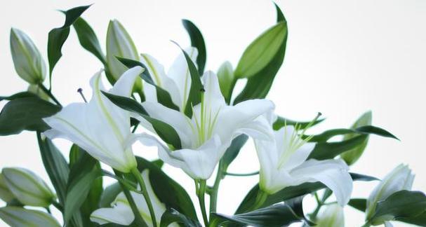百合花语大全及寓意解析（探寻百合花的深层内涵）