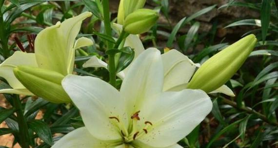 白色百合花语与寓意（探索白色百合的花语与寓意）