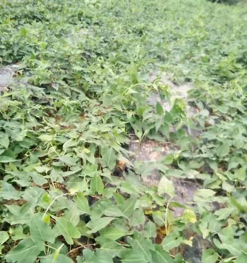怎样种植何首乌高产（何首乌种植技术与栽培管理）