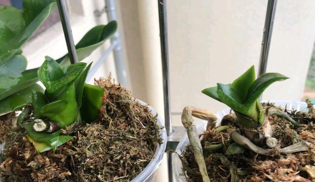 蝴蝶兰花梗繁殖方法是什么（了解蝴蝶兰最简单养法）