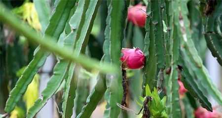 火龙果怎么育苗（火龙果种植技术要点）
