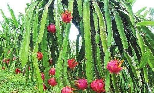 火龙果怎么育苗（火龙果种植技术要点）