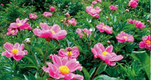 野生芍药花怎样种植（芍药花盆栽的种植方法讲解）